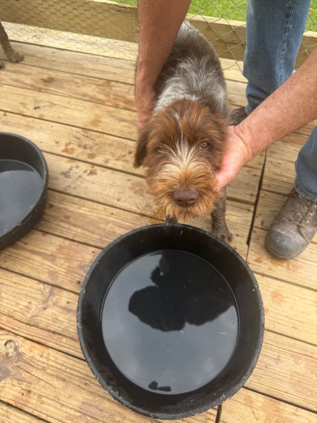 Wirehaired Pointing Griffon Puppies AKC media 11