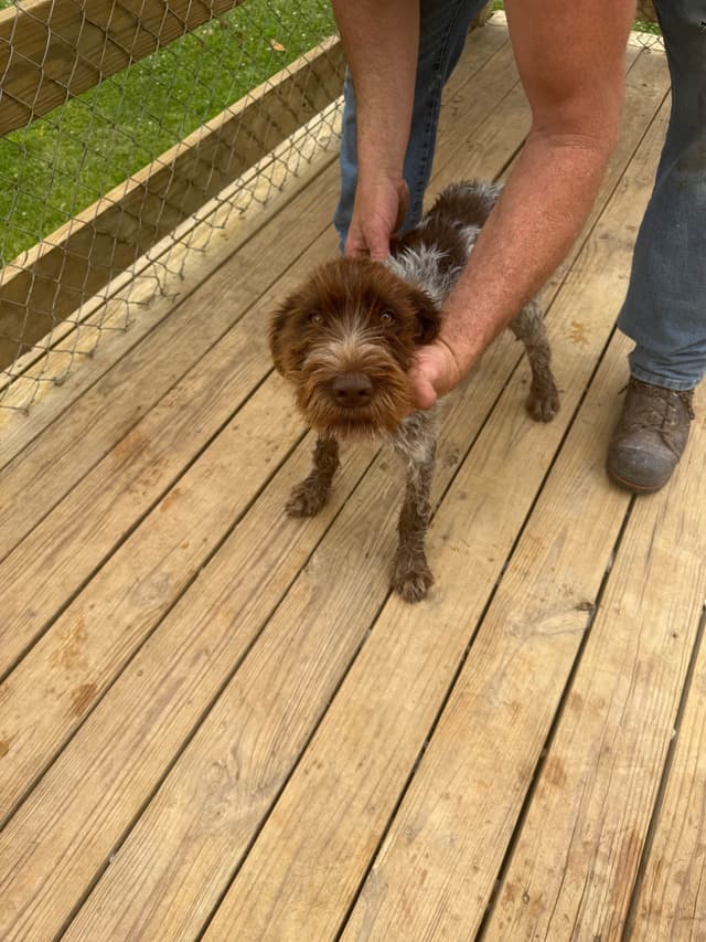 Wirehaired Pointing Griffon Puppies AKC media 12