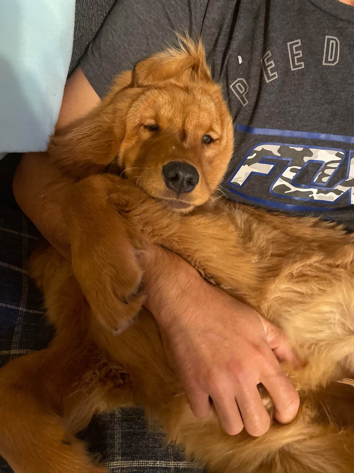 Golden Retriever Puppies breeder image 2