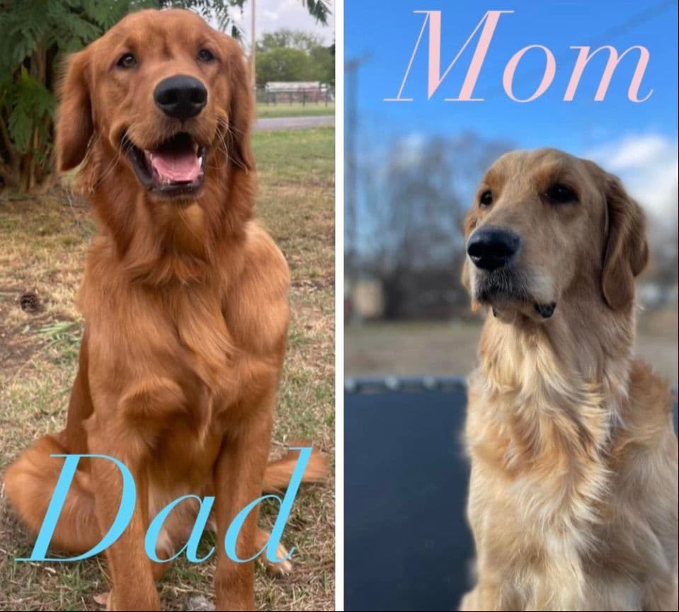 Golden Retriever Puppies breeder image 1