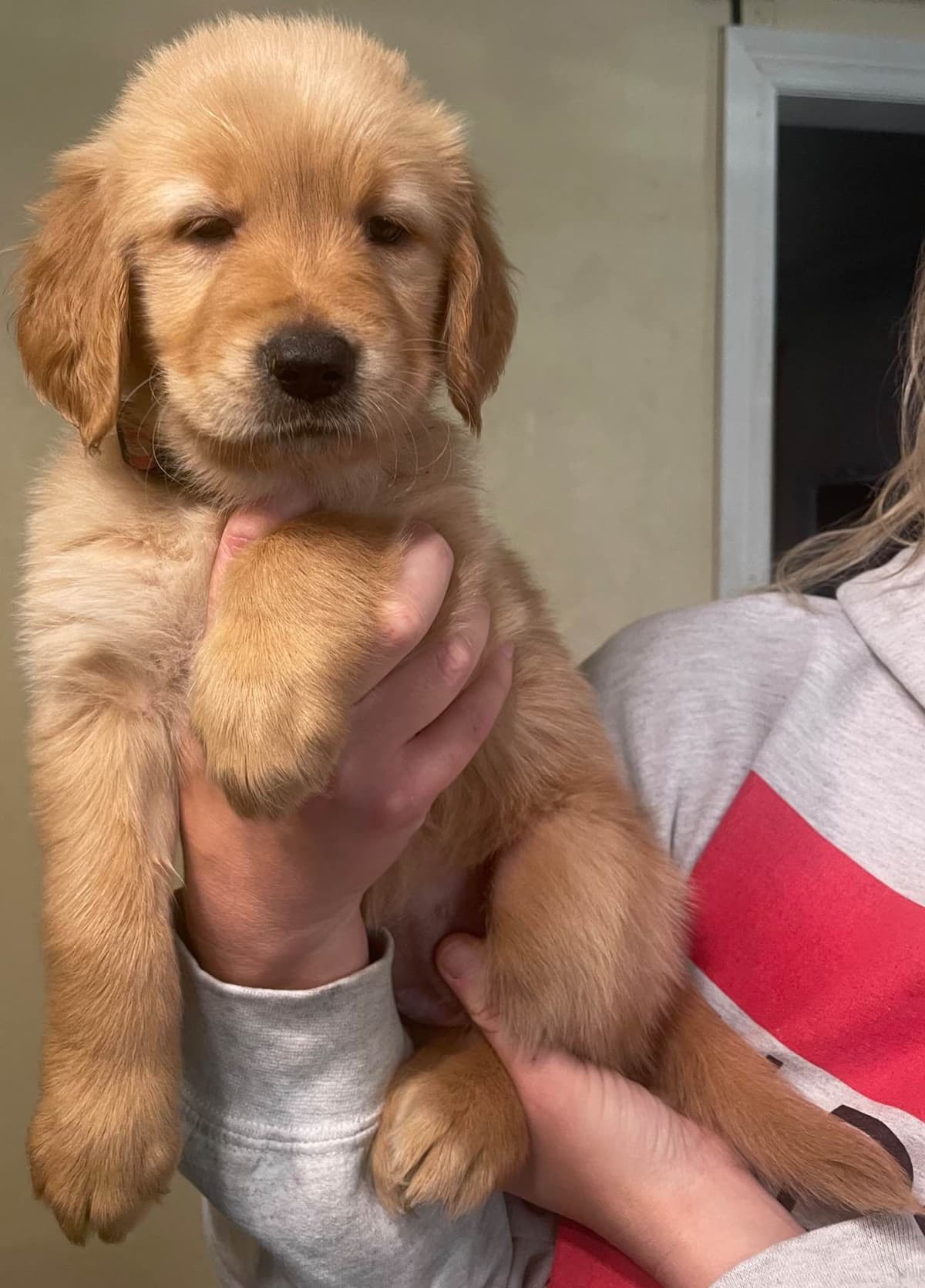 Golden Retriever Puppies breeder image 3