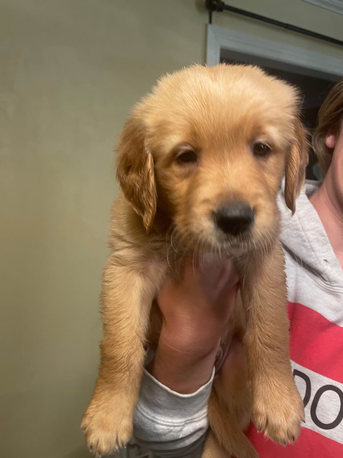 Golden Retriever Puppies breeder image 4