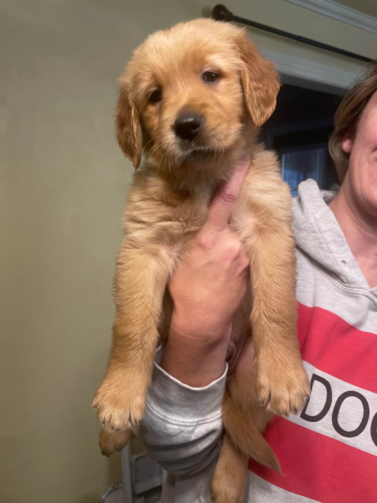Golden Retriever Puppies breeder image 5