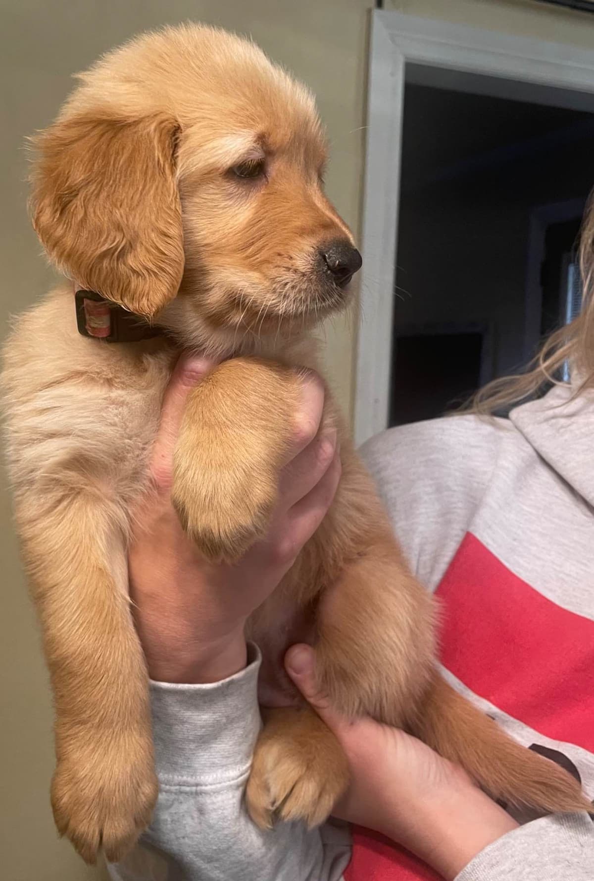 Golden Retriever Puppies breeder image 6