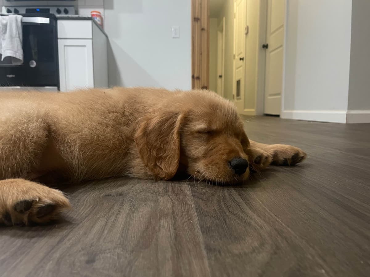 Golden Retriever Puppies breeder image 7