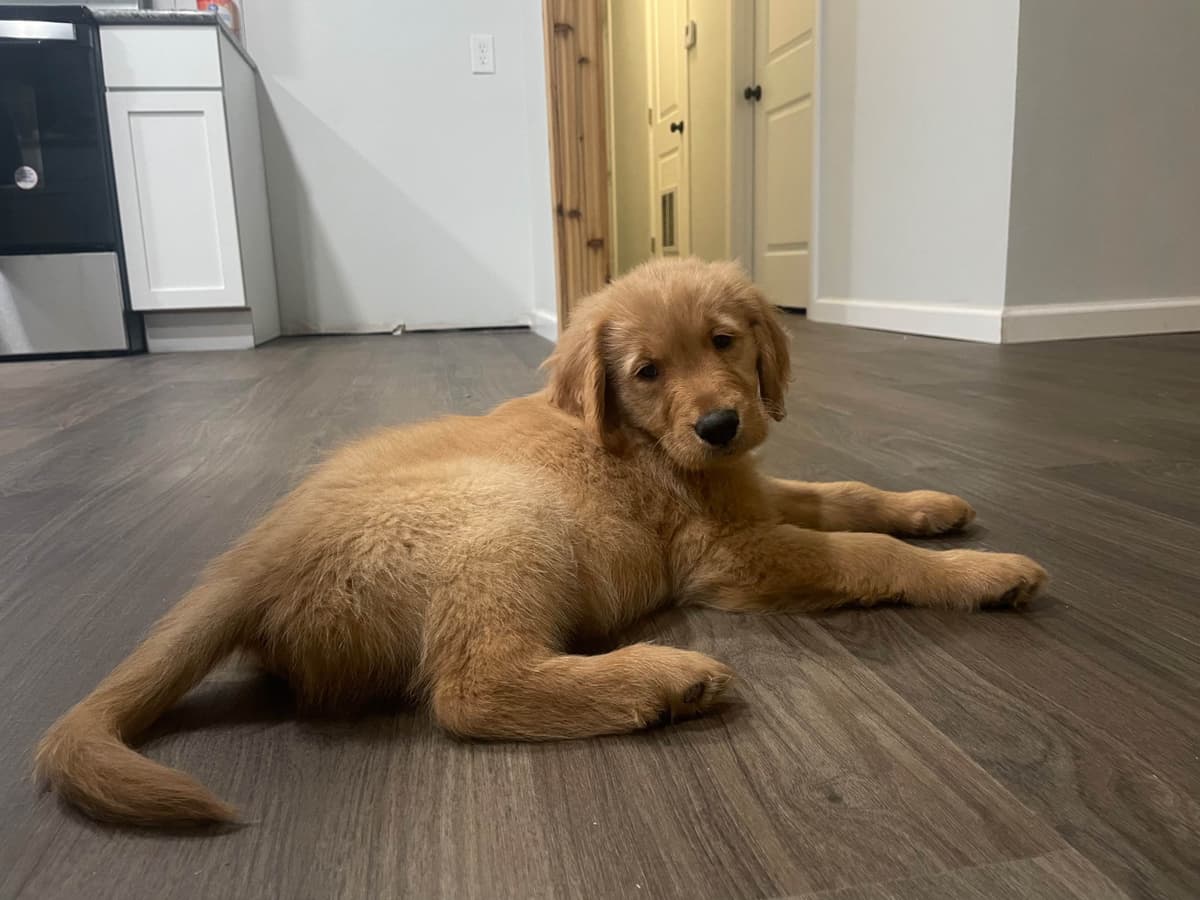 Golden Retriever Puppies breeder image 8