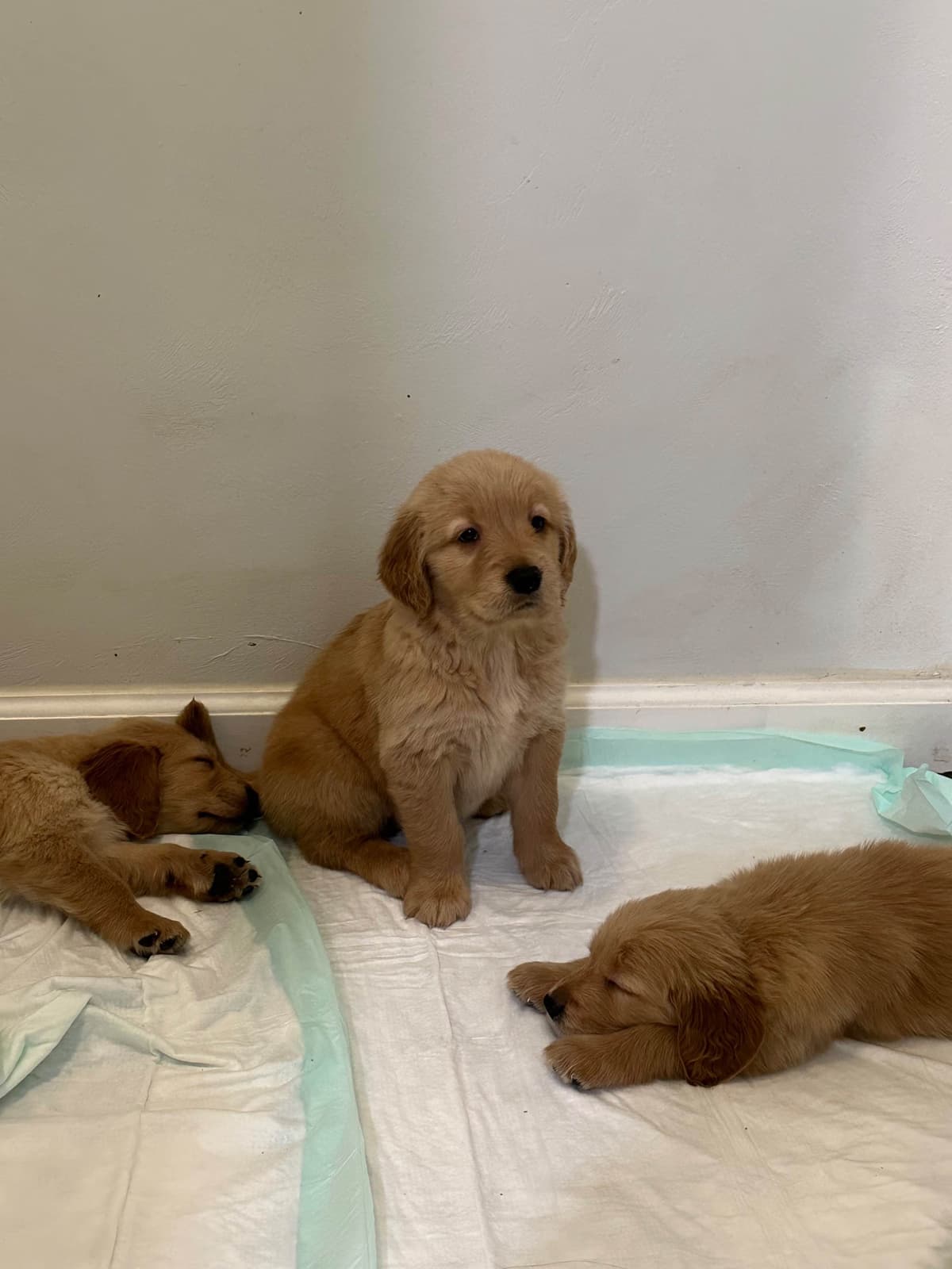 Golden Retriever Puppies breeder image 9