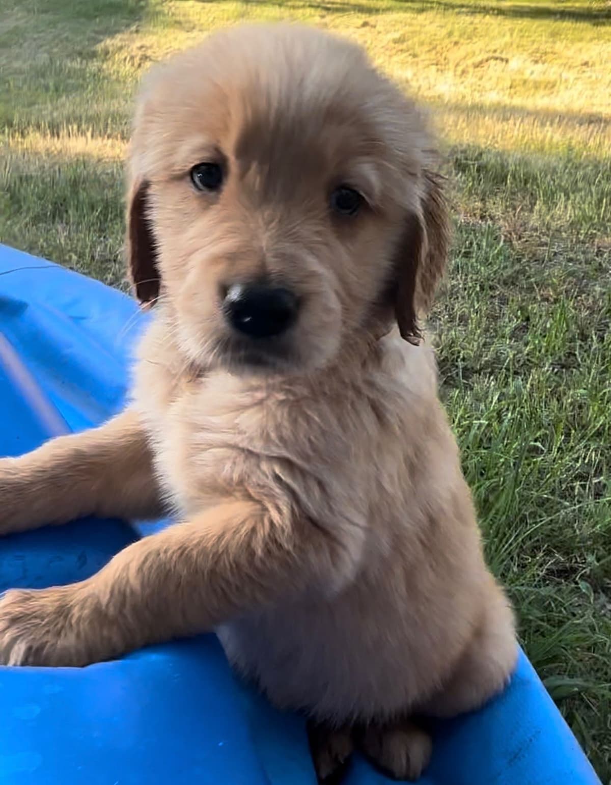 Golden Retriever Puppies breeder image 10