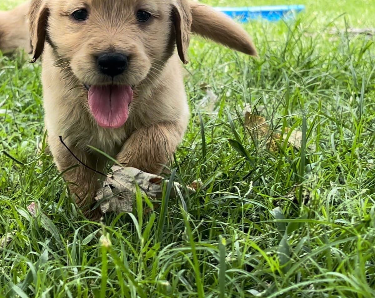 Golden Retriever Puppies breeder image 11