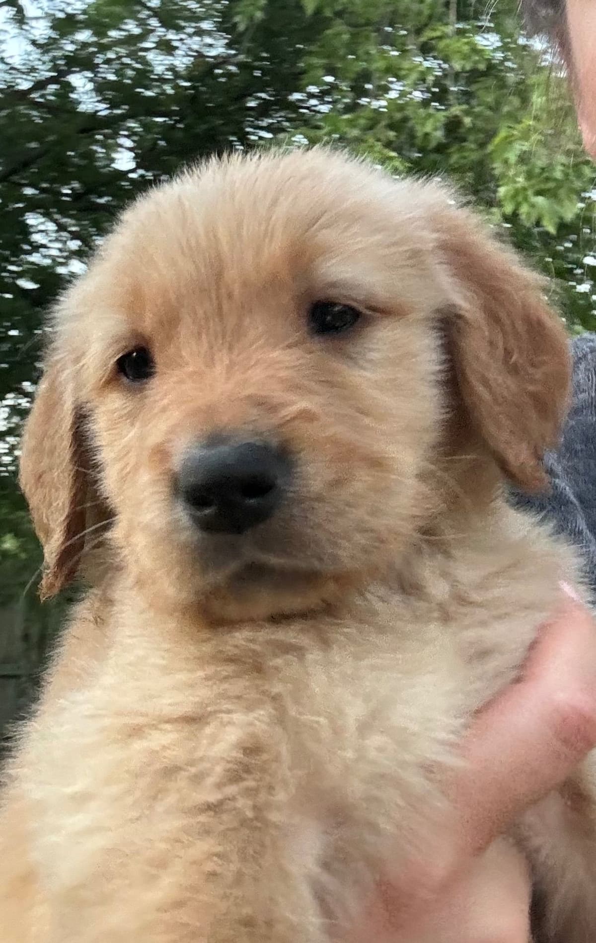 Golden Retriever Puppies breeder image 12
