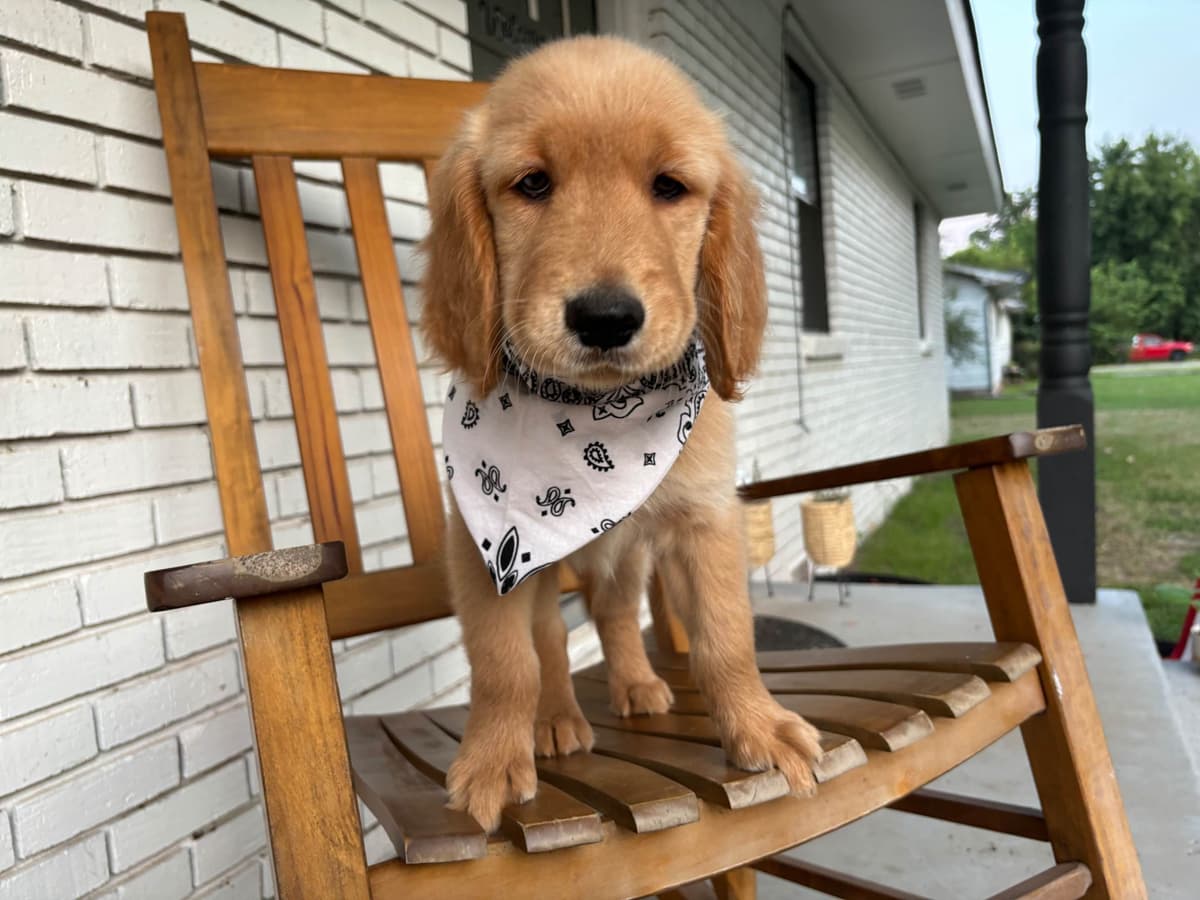 Golden Retriever Puppies breeder image 15