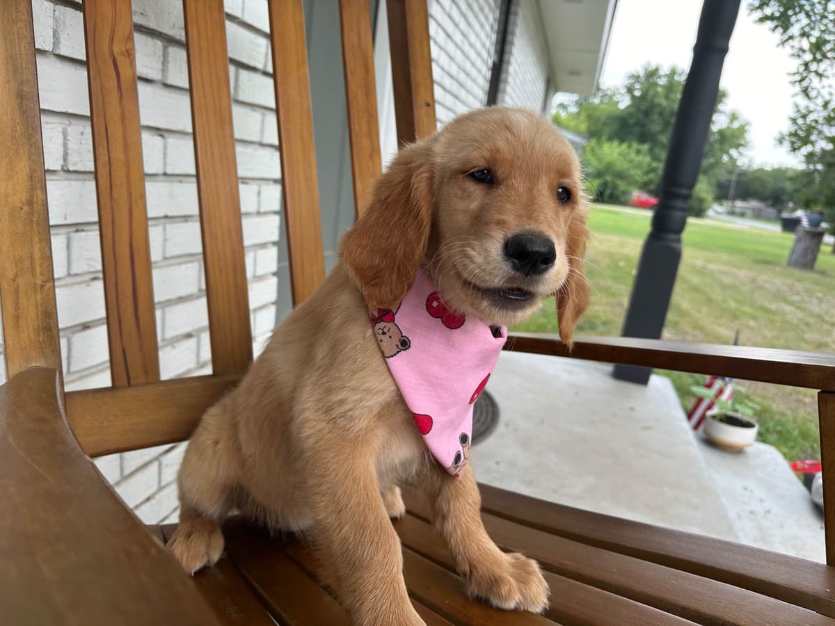 Golden Retriever Puppies breeder image 17