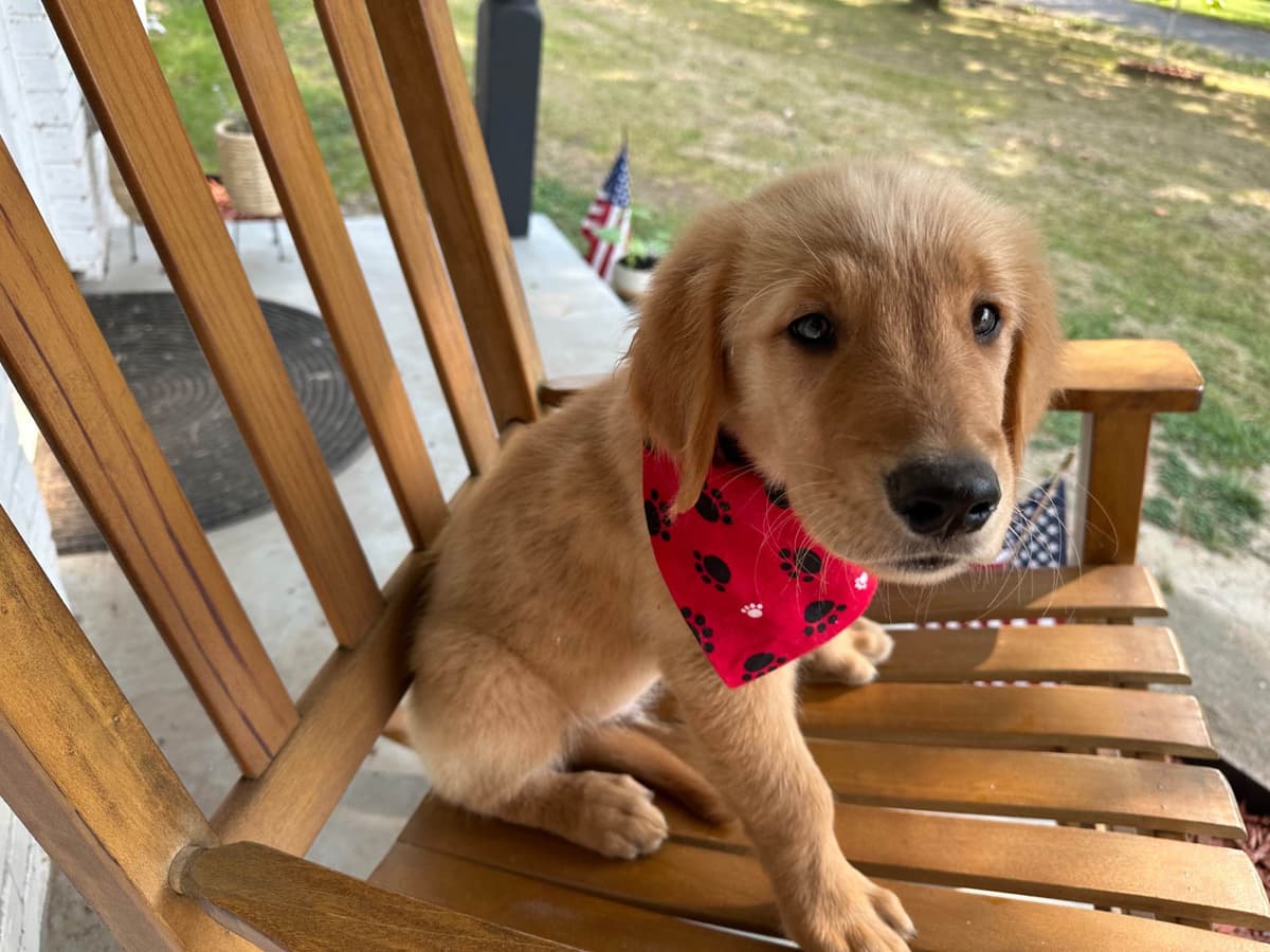 Golden Retriever Puppies breeder image 18