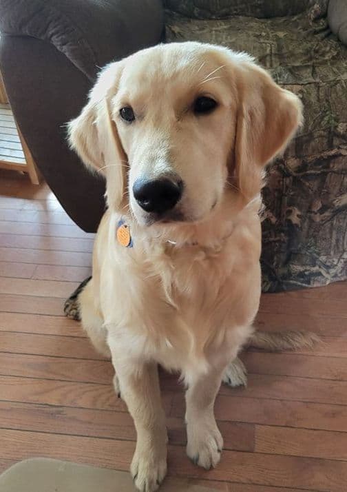 Golden Retriever Puppies breeder image 3