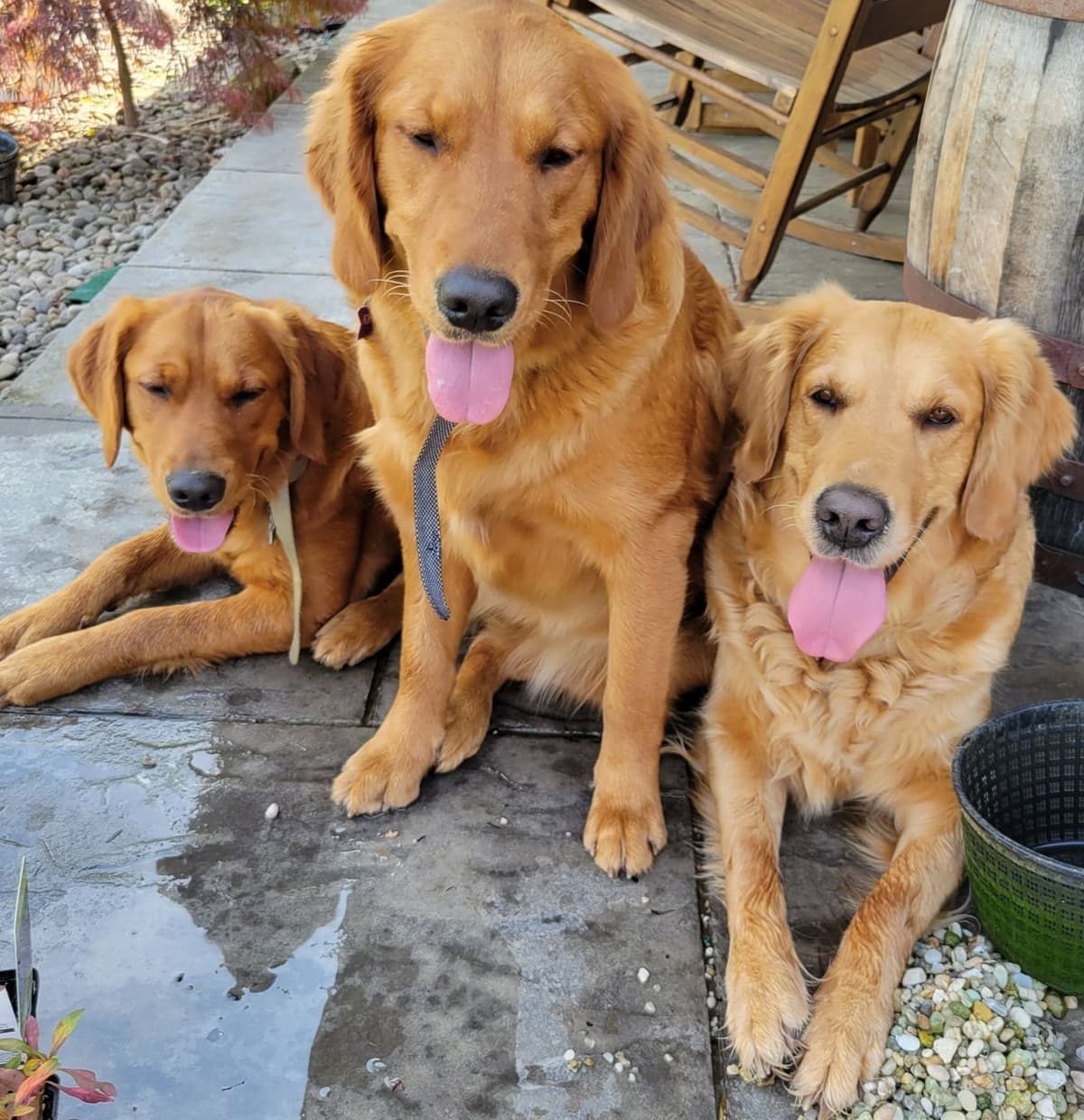 Golden Retriever Puppies breeder image 2