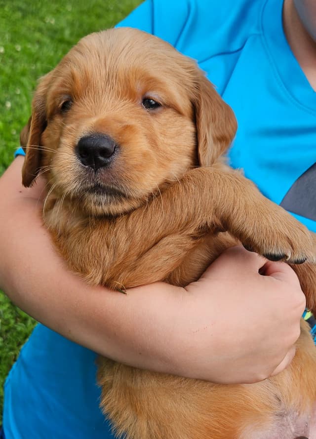 Golden Retriever Puppies media 2