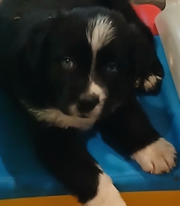 Australian Shepherd Puppies - Natural Tails media 3