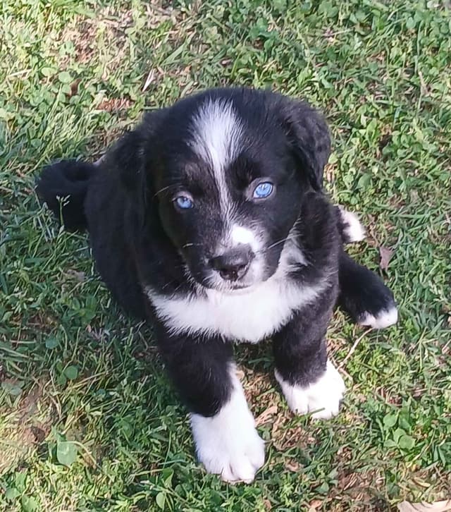 Australian Shepherd Puppies - Natural Tails media 4