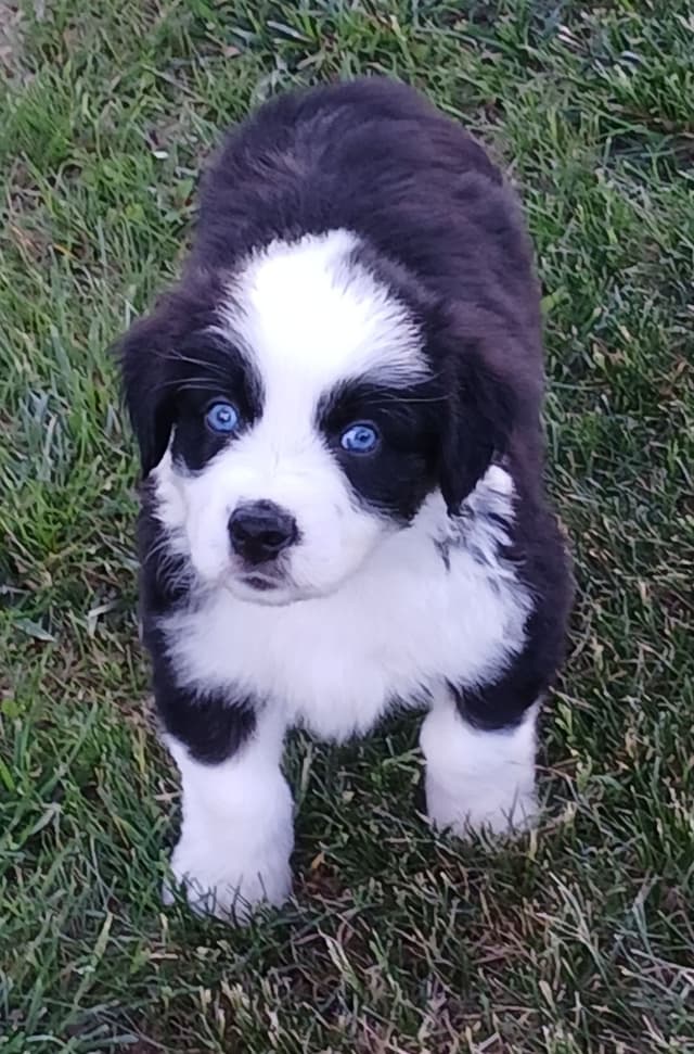 Australian Shepherd Puppies - Natural Tails media 5