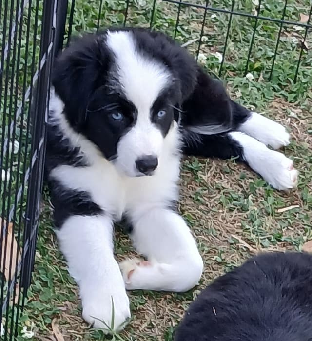 Australian Shepherd Puppies - Natural Tails media 6