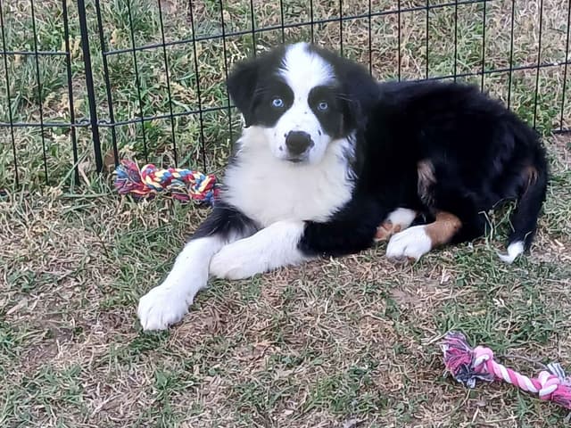 Australian Shepherd Puppies - Natural Tails media 7
