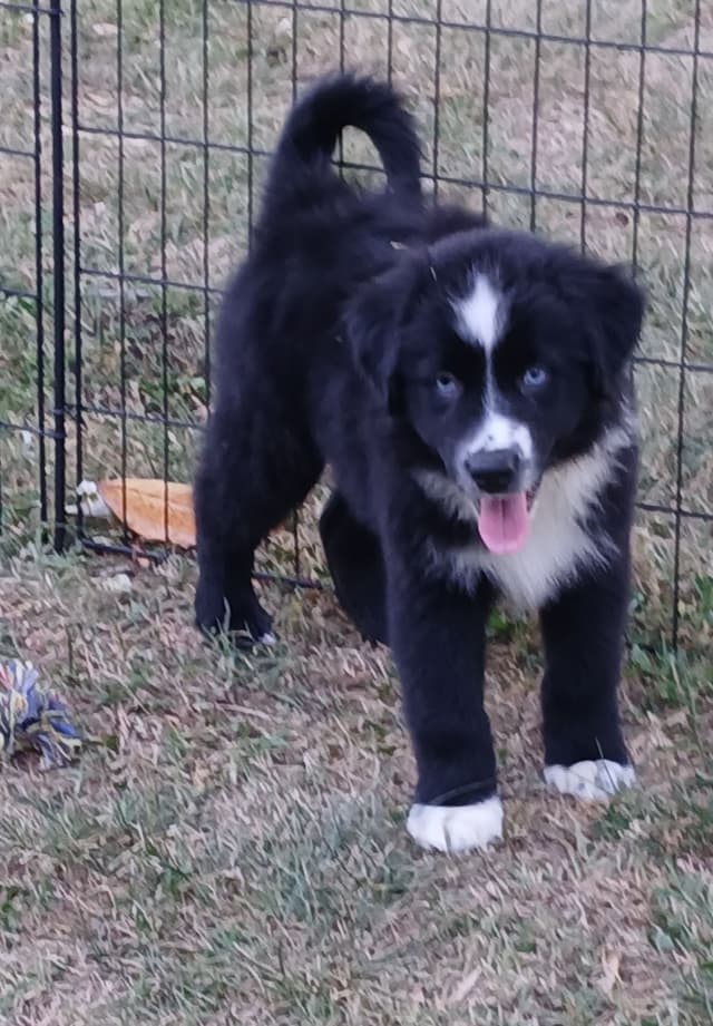 Australian Shepherd Puppies - Natural Tails media 8