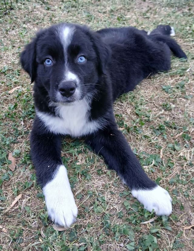 Australian Shepherd Puppies - Natural Tails media 9