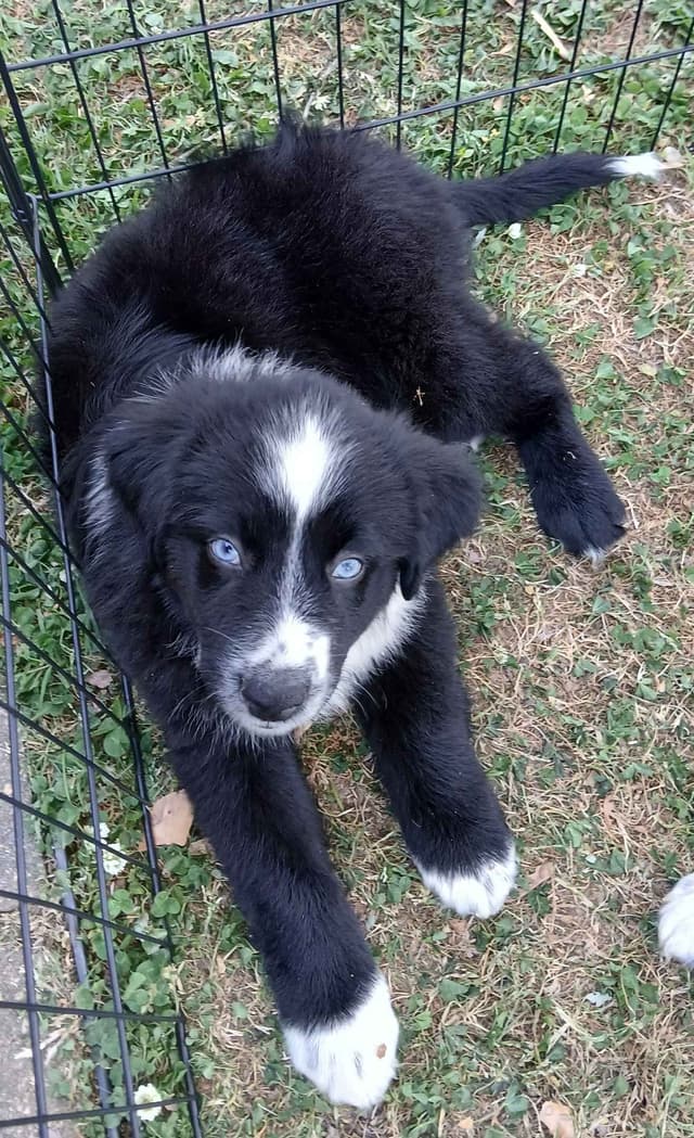 Australian Shepherd Puppies - Natural Tails media 10