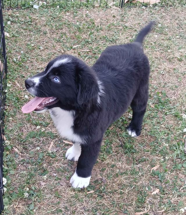 Australian Shepherd Puppies - Natural Tails media 11