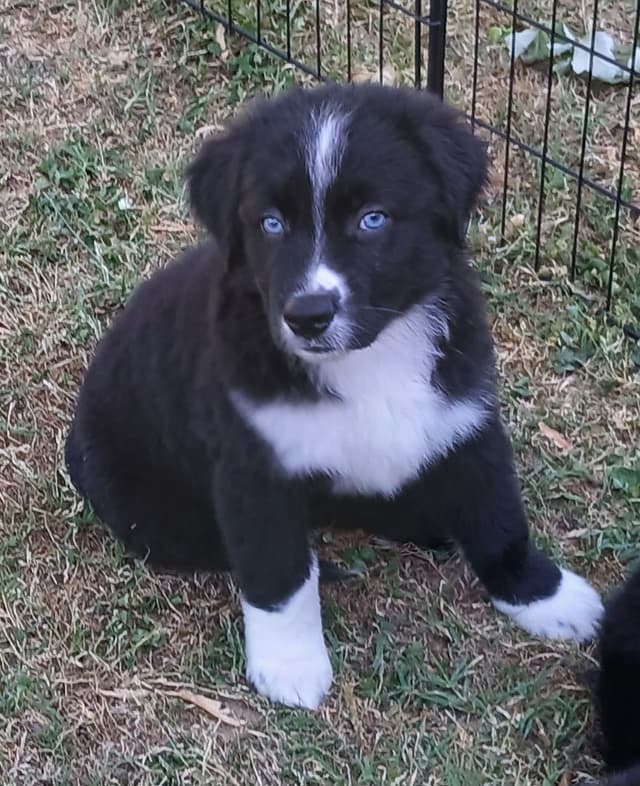 Australian Shepherd Puppies - Natural Tails media 13