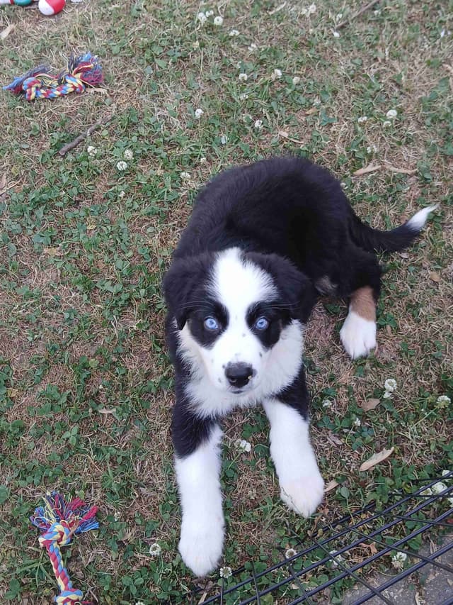 Australian Shepherd Puppies - Natural Tails media 14