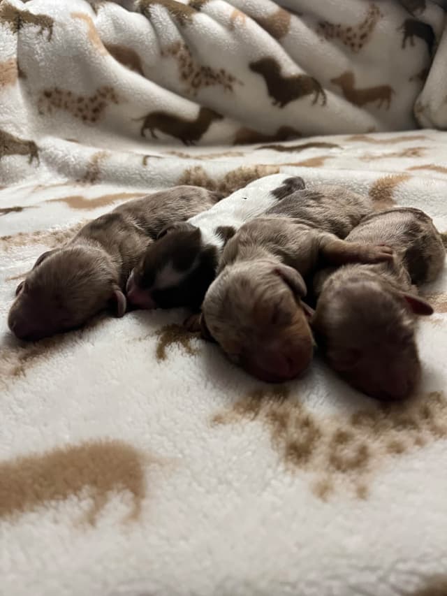 Dachshund  Dapple Puppies media 2