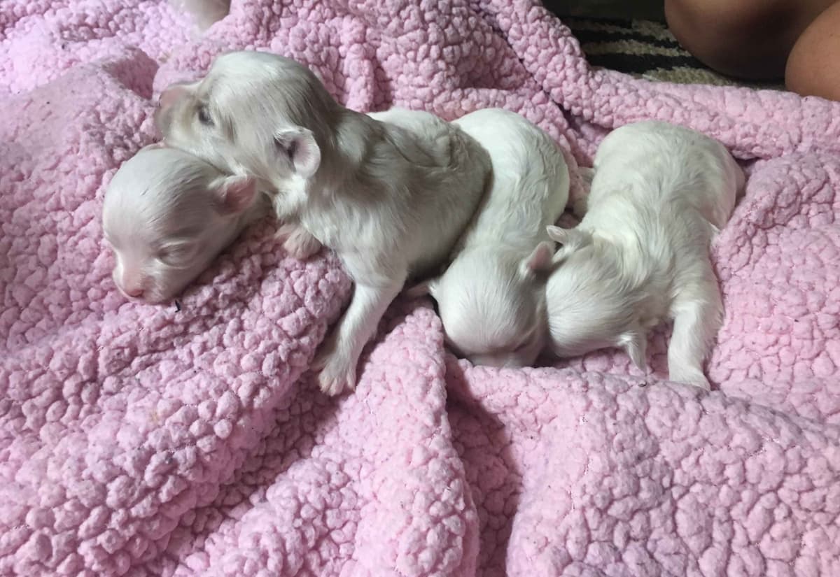 Maltese Puppies breeder image 1