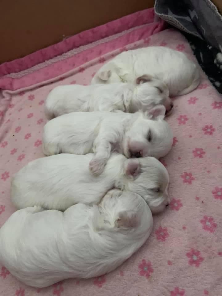 Maltese Puppies breeder image 2
