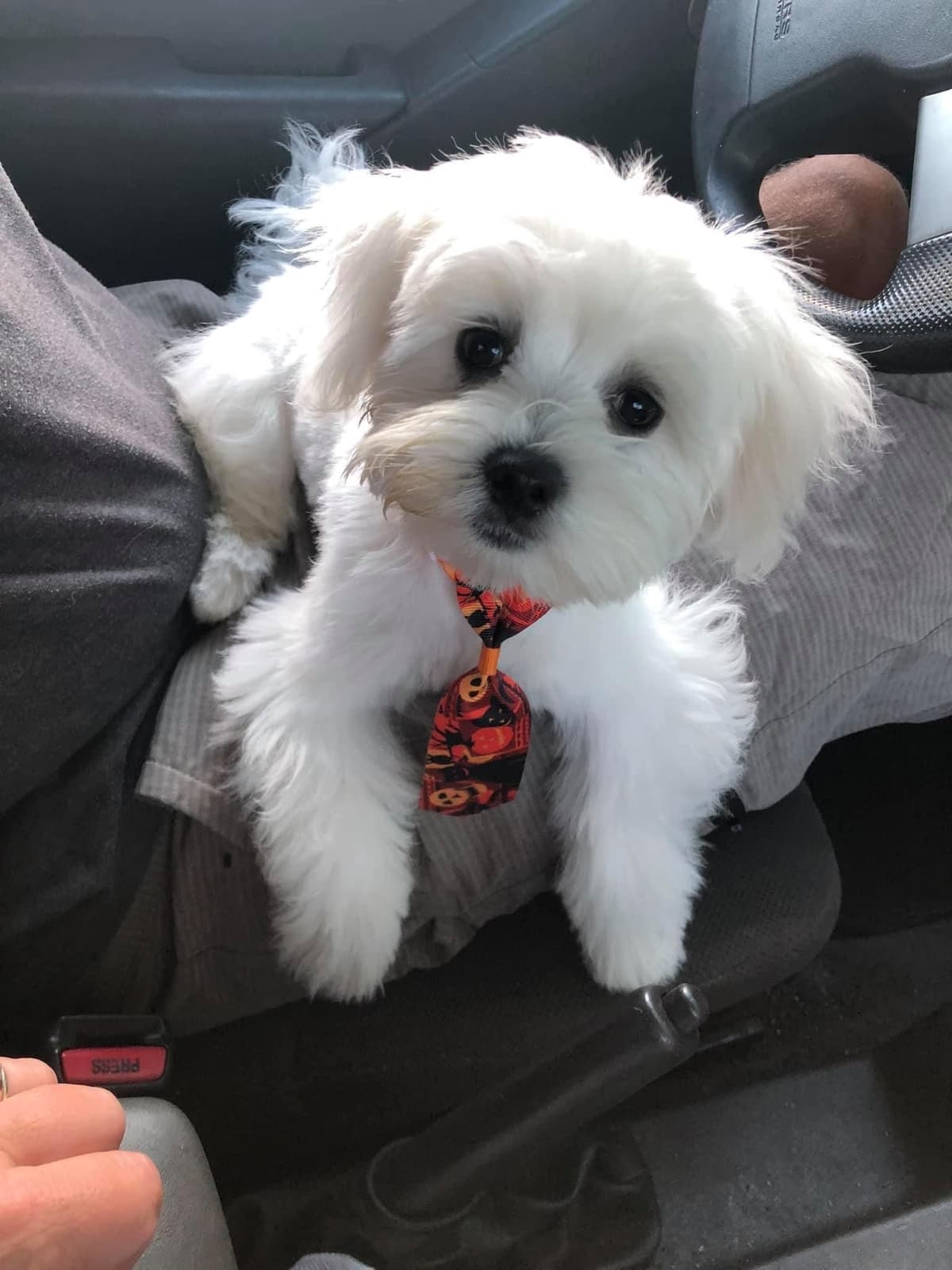 Maltese Puppies breeder image 4