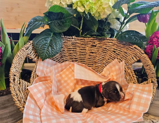 Field-Bred English Springer Spaniels | Health Tested | NFC Sired media 6