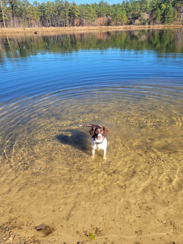 Field-Bred English Springer Spaniels | Health Tested | NFC Sired media 8