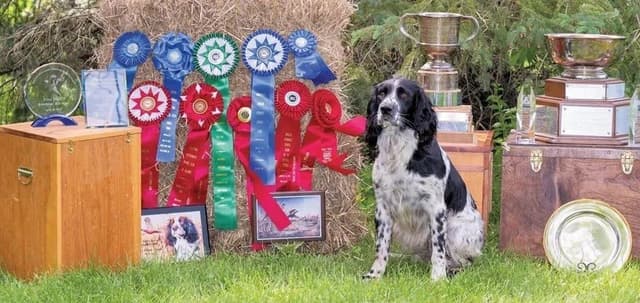 Field-Bred English Springer Spaniels | Health Tested | NFC Sired media 7