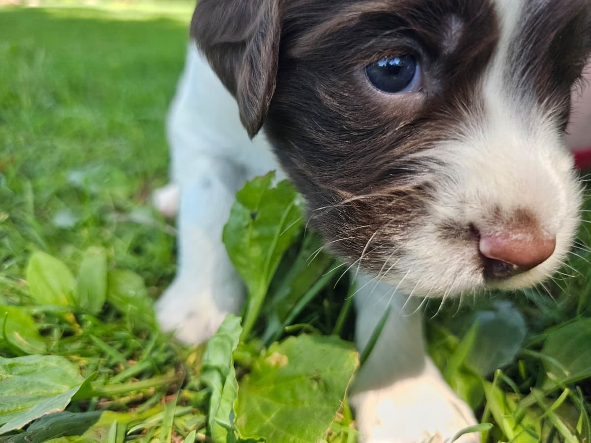 Field-Bred English Springer Spaniels | Health Tested | NFC Sired breeder image 2