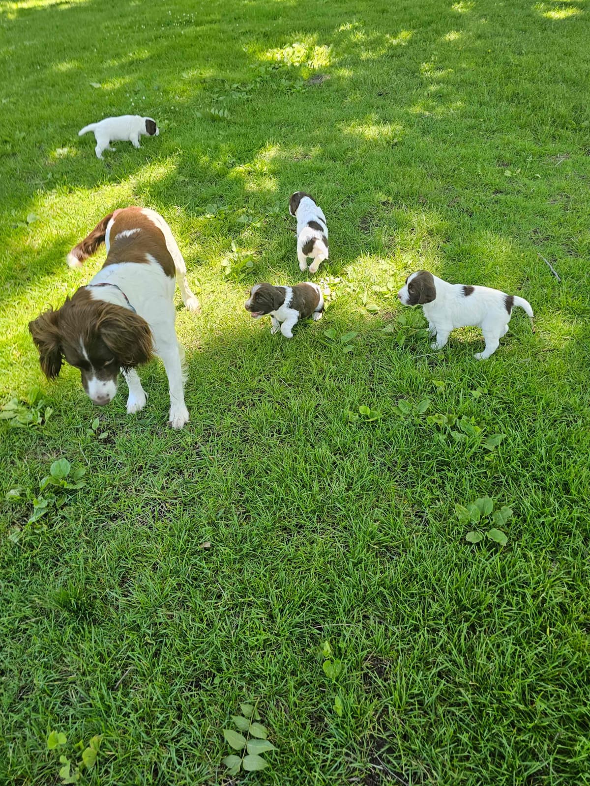 Field-Bred English Springer Spaniels | Health Tested | NFC Sired breeder image 3