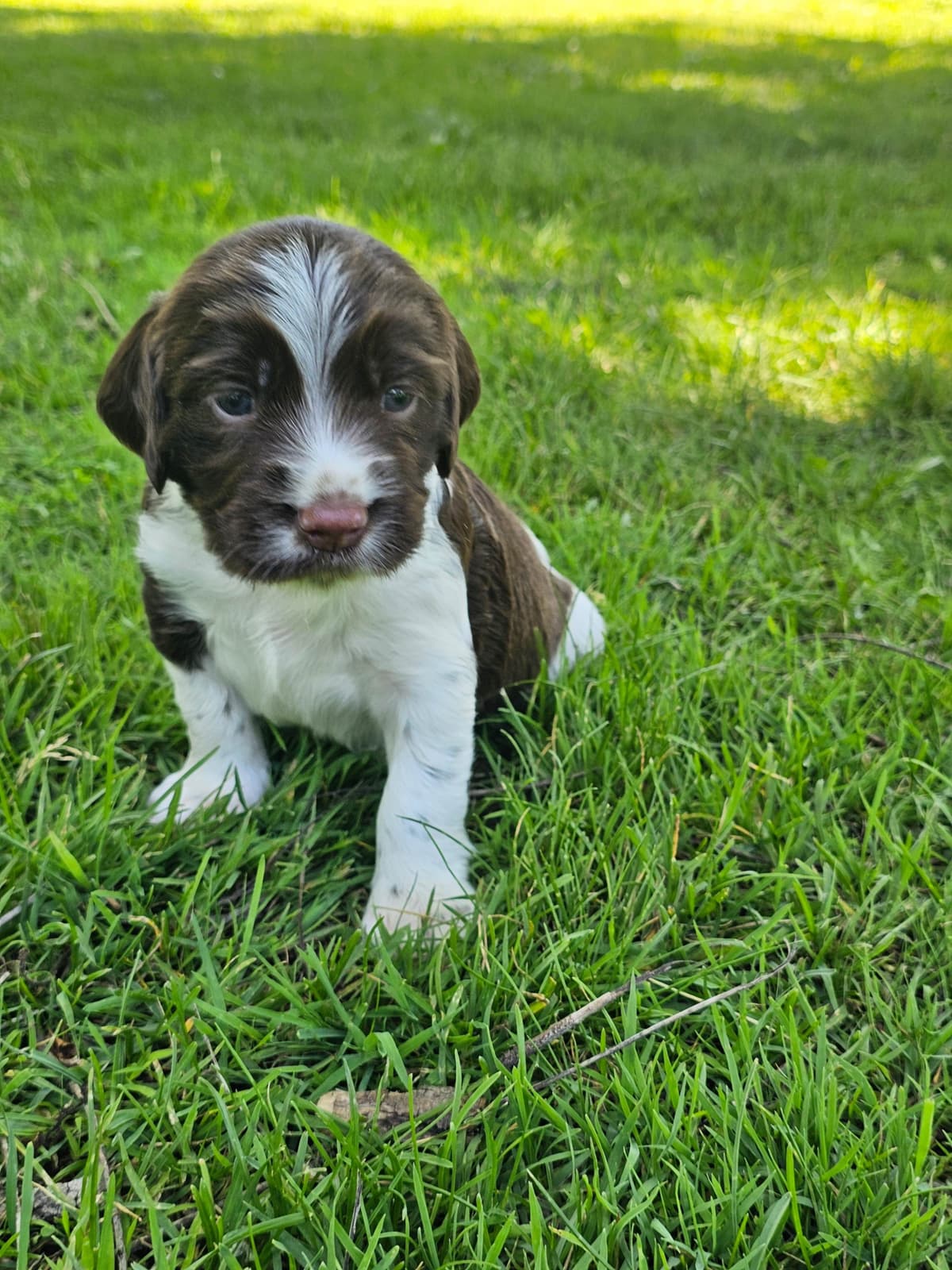 Field-Bred English Springer Spaniels | Health Tested | NFC Sired breeder image 4