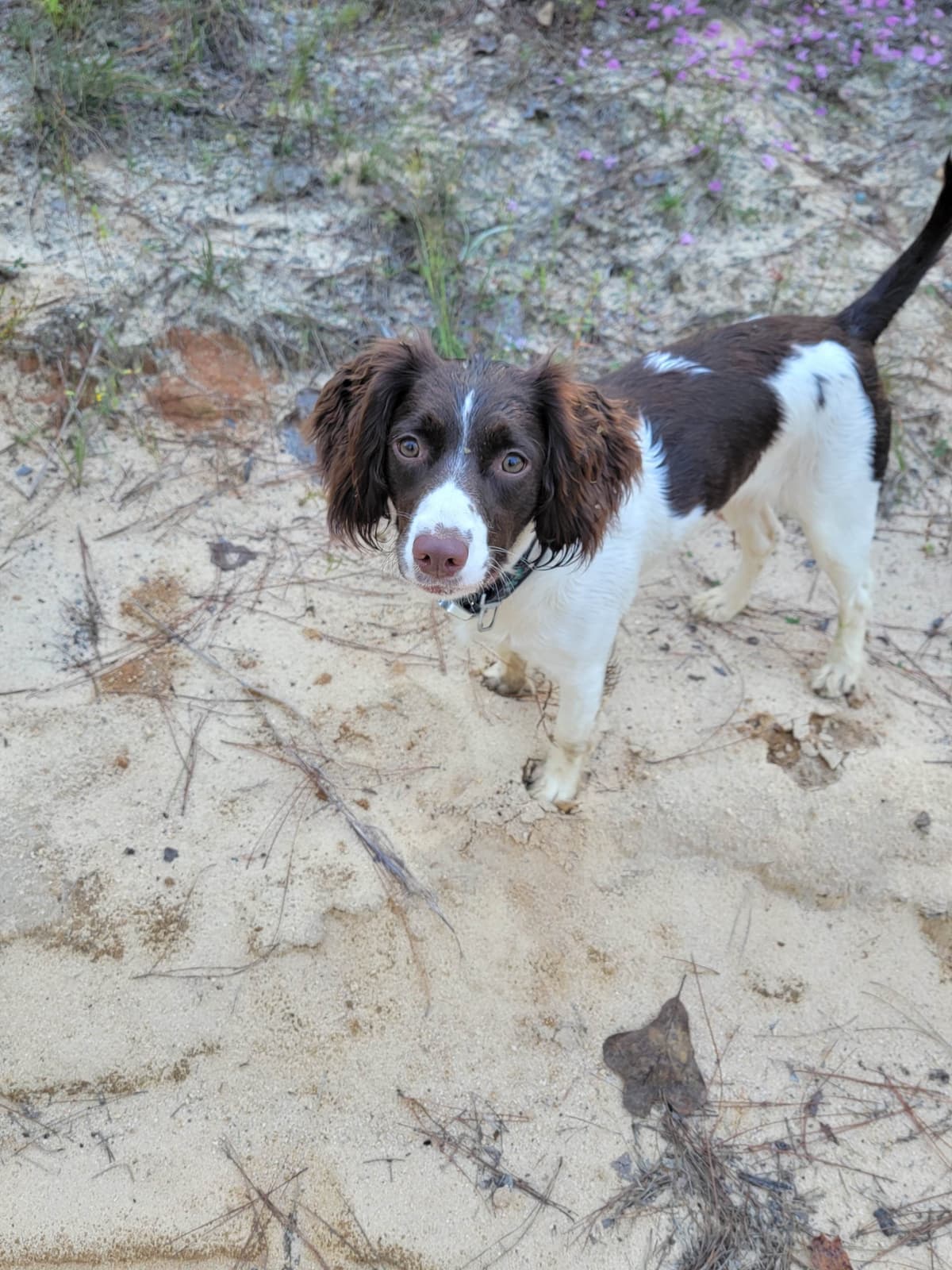 Field-Bred English Springer Spaniels | Health Tested | NFC Sired breeder image 5
