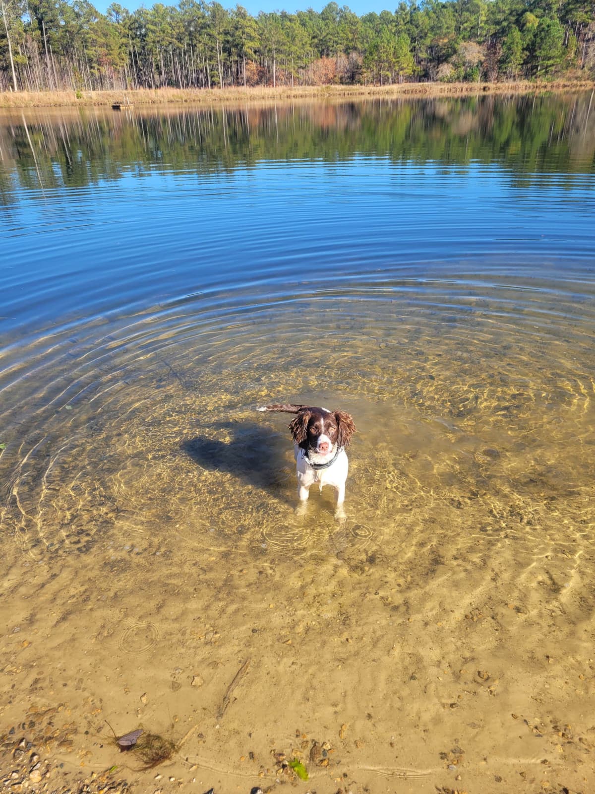 Field-Bred English Springer Spaniels | Health Tested | NFC Sired breeder image 10