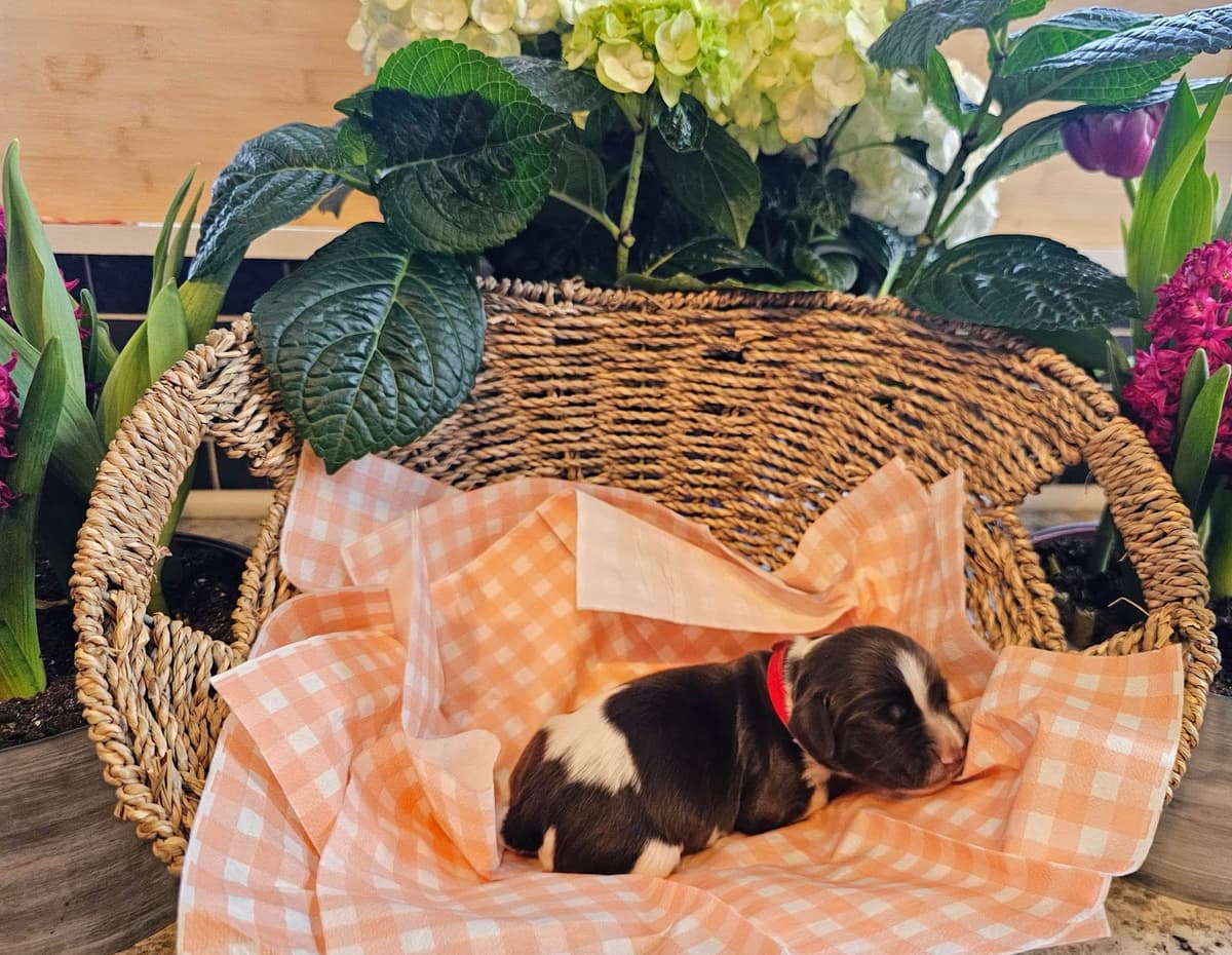Field-Bred English Springer Spaniels | Health Tested | NFC Sired breeder image 14