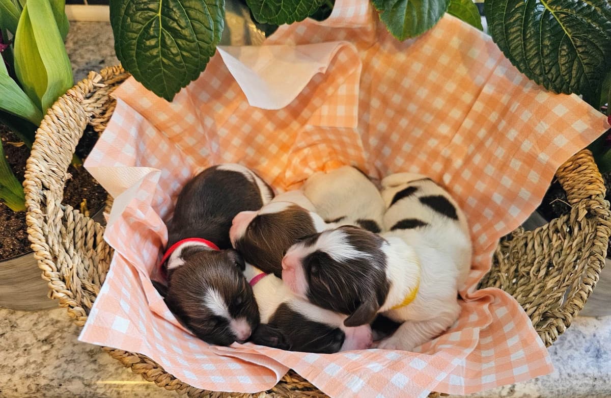 Field-Bred English Springer Spaniels | Health Tested | NFC Sired breeder image 15