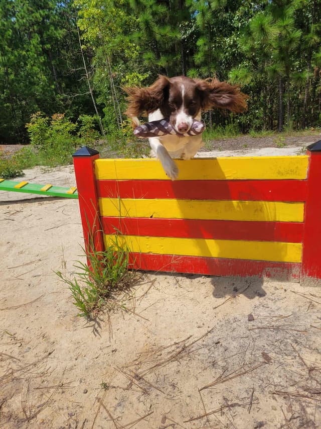 Field-Bred English Springer Spaniels | Health Tested | NFC Sired media 9
