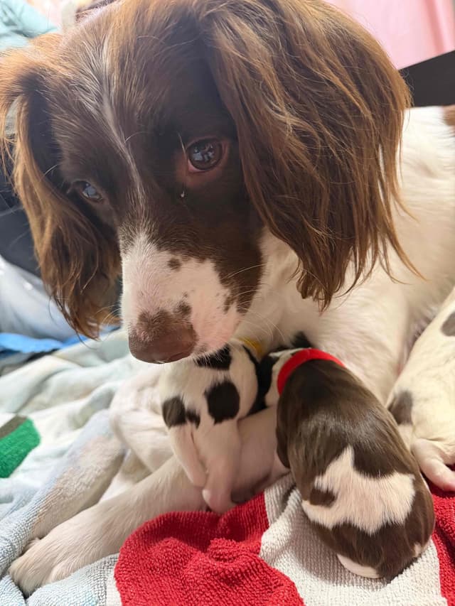 Field-Bred English Springer Spaniels | Health Tested | NFC Sired media 12