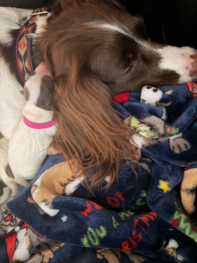 Field-Bred English Springer Spaniels | Health Tested | NFC Sired media 13