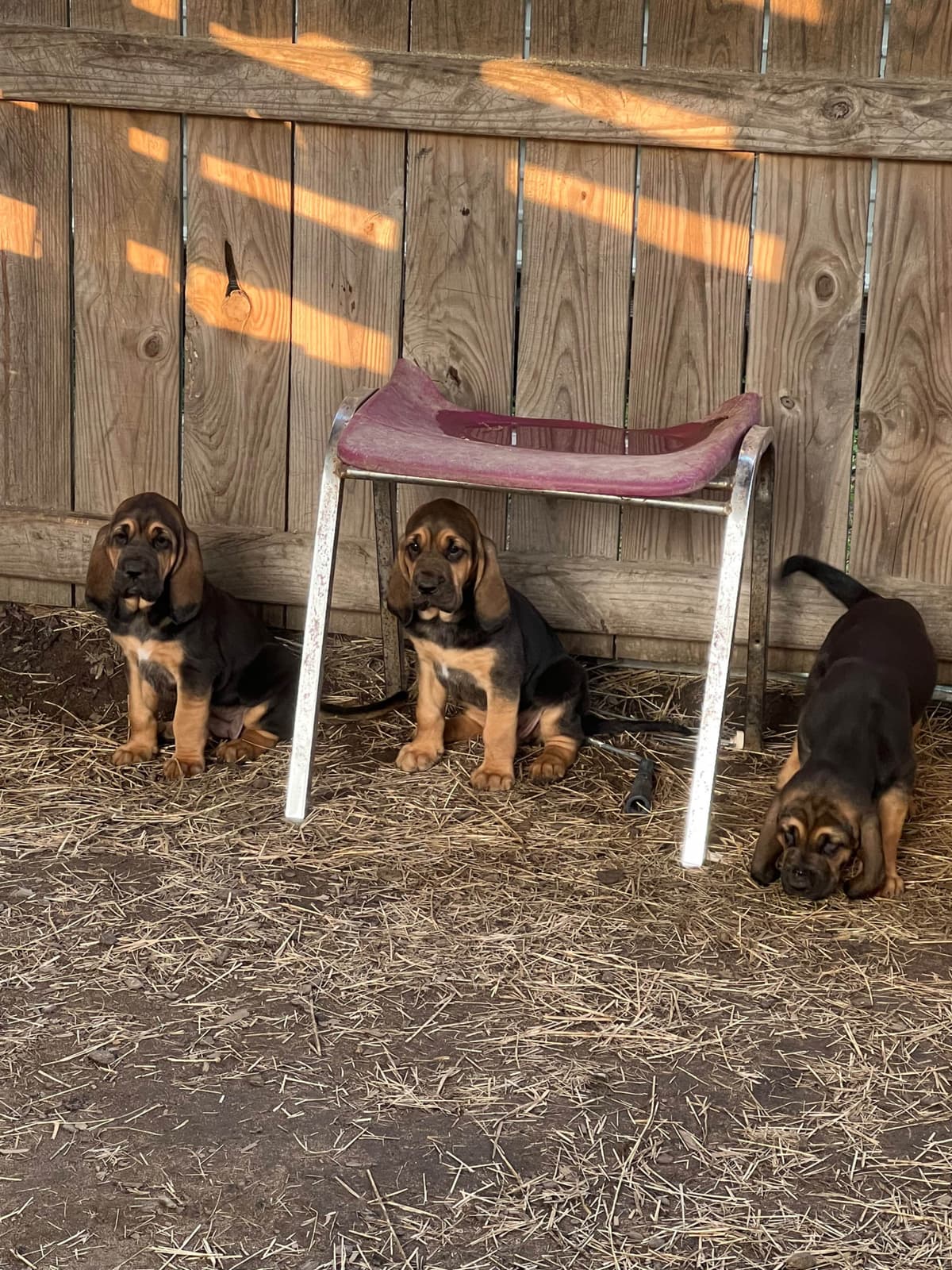 Bouie River Bloodhound Pups breeder image 8