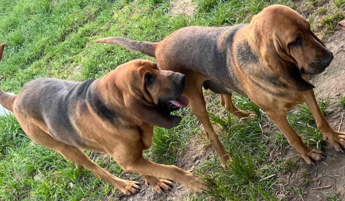 Bouie River Bloodhound Pups breeder image 1